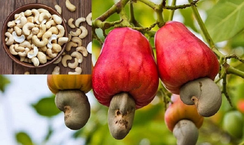 بادام هندی