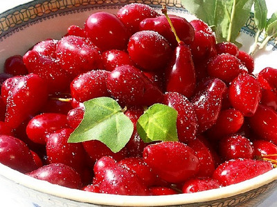 زغال اخته