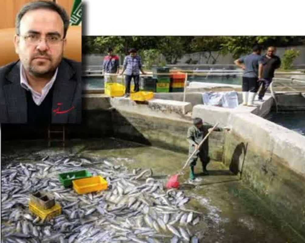 حباب قیمتی آبزیان به دلیل نبود بازار تخصصی تولید آبزیان کشور در مسیر رشد قرار گرفته است