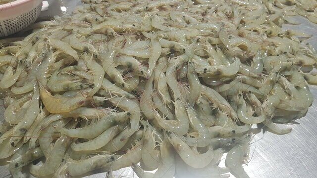 ذخیره ۲ میلیارد بچه میگو در استخرهای پرورشی بوشهر