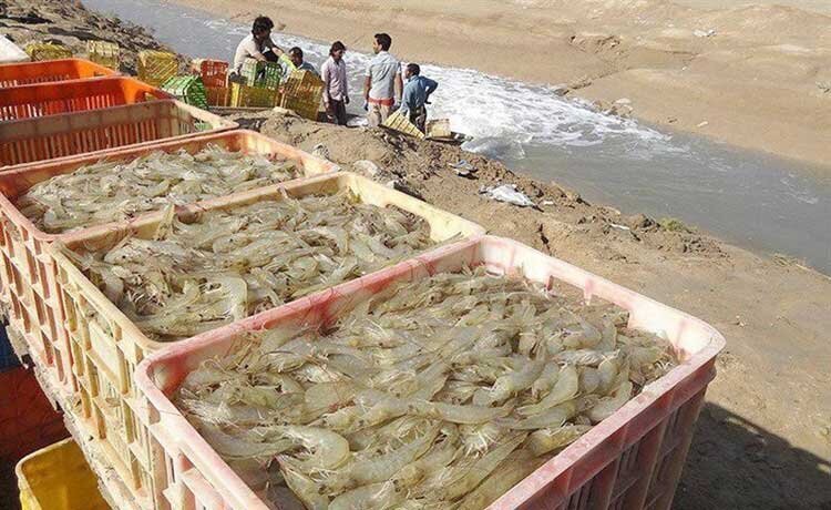 برداشت ۸ هزار و ۵۰۰ تن میگو از مزارع پرورشی بوشهر